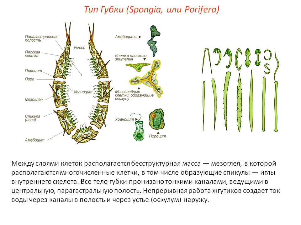 Ссылка омг в торе